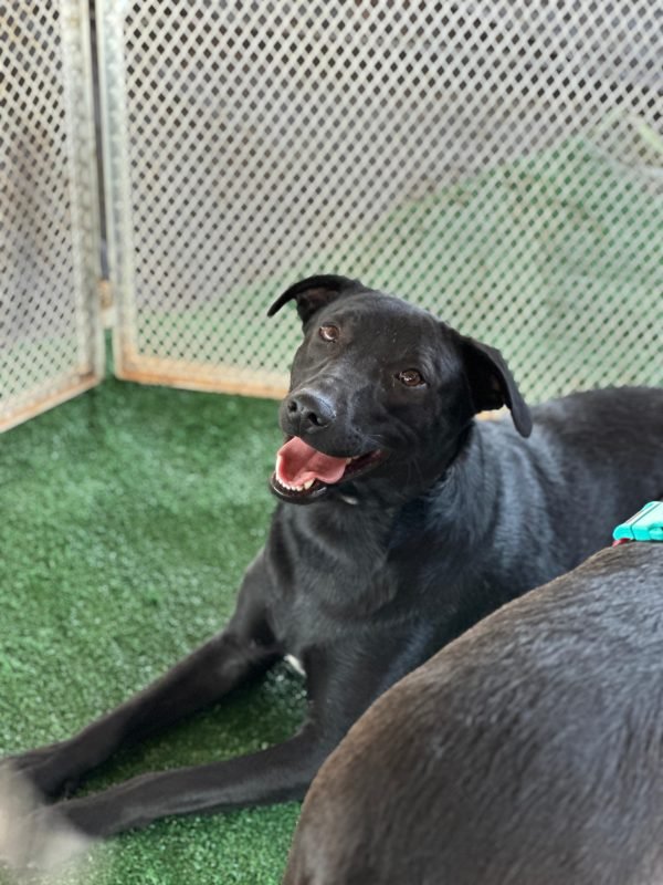 Expoabra 2025: Adoção de Pets Castrados e Vacinados no DF